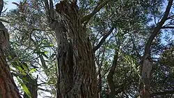 Trunk and bark of mature tree