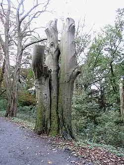 A large three-trunked beech tree, with the entire top of the tree removed