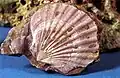 Fossil scallop