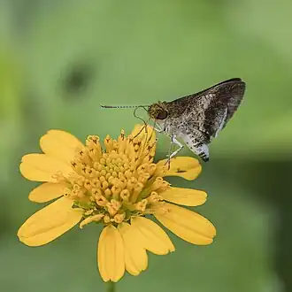Macken's skipper (Acleros mackenii olaus) male underside Aburi.jpg