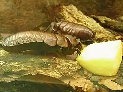 close up of insects in tank with cut fruit
