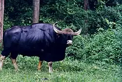 The gaur the largest extant bovine, is native to parts of South Asia and most of Southeast Asia.