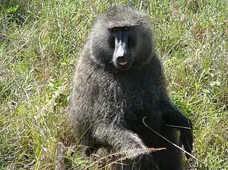 Male Olive Baboon