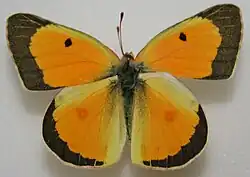 Upperside of male