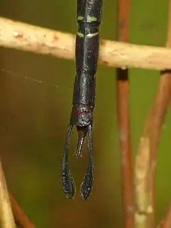 Male appendages