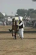 Malik Ata with one of his dancing horses at Kot Fateh Khan Mela 2008