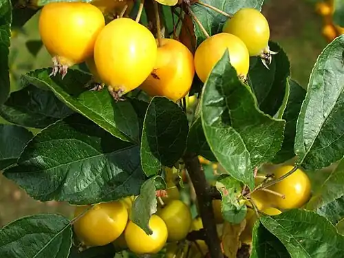 Yellow fruits