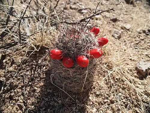 Plant growing in Joshua Tree National Park