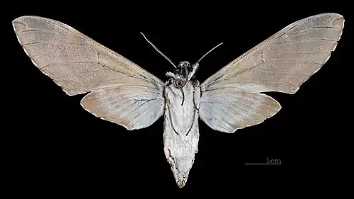 Manduca lefeburii bossardi Ventral