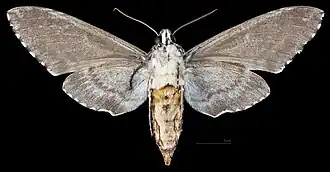 Manduca rustica calapagensis, female, ventral