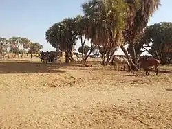 Open-air market near Am Timan
