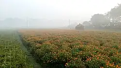 Marigold Field