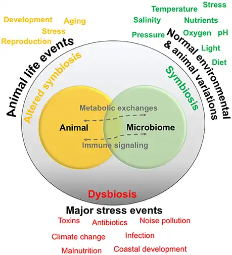 Relationships are generally thought to exist in a symbiotic state, and are normally exposed to environmental and animal-specific factors that may cause natural variations. Some events may change the relationship into a functioning but altered symbiotic state, whereas extreme stress events may cause dysbiosis or a breakdown of the relationship and interactions.[124]