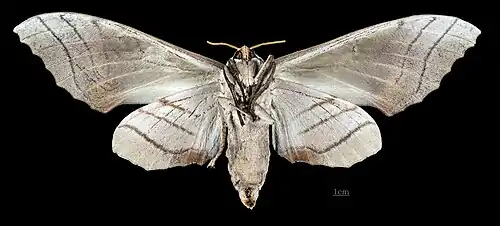 Female M. s. sumatranus, ventral view