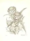 Mary Foley Benson, Artichoke, 1983