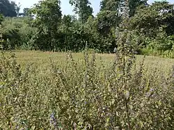 Masalia village area photo