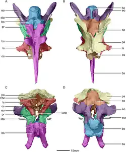 Braincase anatomy of Massospondylus in front, rear, top, and bottom view.