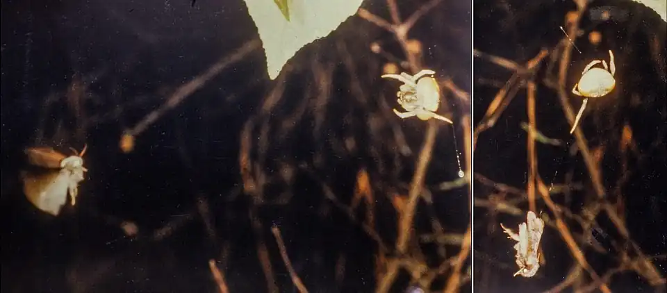 Mastophora spider holding its bolas with a leg, attracting and capturing a male moth