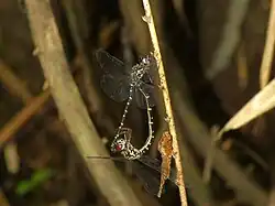 Mating