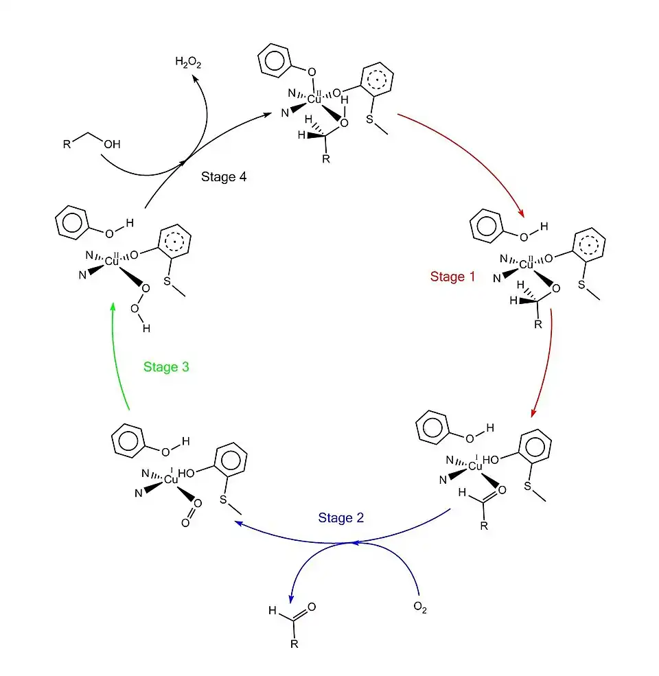 Catalytic Mechanism of Galactose Oxidase