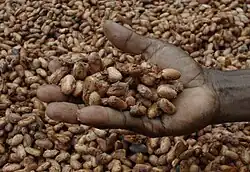 Hand holding brown beans up, with many more behind the hand. The beans have what looks to be a slightly slimy film remaining on parts