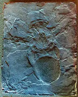 Cast of ''Megarachne'''s holotype specimen.