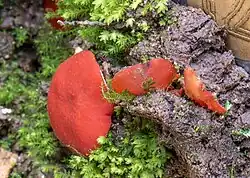 Melastiza cornubiensis