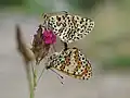 Mating