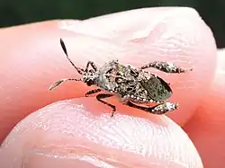 Merocoris curtatus on the tip of a human finger
