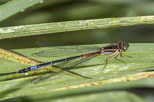 Mesamphiagrion laterale immature female