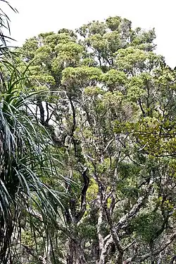 A native New Zealand forest in the Northland Region with a Bartlett's rātā (Metrosideros bartlettii) individual in the centre of the image. Two forest cabbage tree (Cordyline banksii) individuals are visible in the left side of the image.