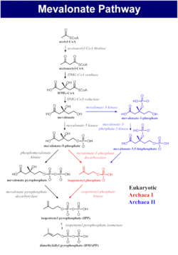 The biosynthesis process of isoprenoids