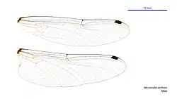 Male wings