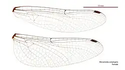 Female wings