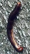 Millipede: many legs, two pairs per segment