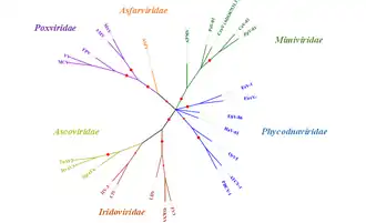The evolutionary history was inferred by using the Maximum Likelihood method based on the JTT matrix-based model [1]. The bootstrap consensus tree inferred from 100 replicates is taken to represent the evolutionary history of the taxa analyzed. Branches corresponding to partitions reproduced in less than 50% bootstrap replicates are collapsed. The percentage of replicate trees in which the associated taxa clustered together in the bootstrap test (100 replicates) are shown by the size of red node on each brach. Initial tree(s) for the heuristic search were obtained automatically by applying Neighbor-Join and BioNJ algorithms to a matrix of pairwise distances estimated using a JTT model, and then selecting the topology with superior log likelihood value. The analysis involved 26 amino acid sequences. There were a total of 2599 positions in the final dataset. Evolutionary analyses were conducted in MEGA7.
