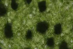 D. Glenny, Landcare Research, 2018, CC-BY-SA 4.0.