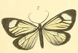 An image of a moth.