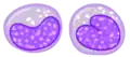 Monocyte