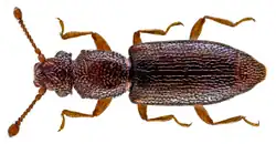 Monotoma longicollis