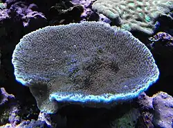 Montipora verrucosa at Birch Aquarium in San Diego, CA
