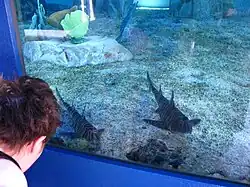 Zebra bullhead sharks (Heterodontus zebra).