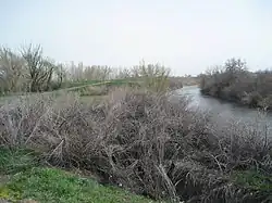 A river with plants on either side