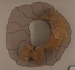 Partial scleral ring of the extinct Mosasaurus.