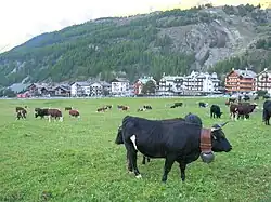 A mixed herd of Aosta red and black pied cattle in Cogne, Italy.
