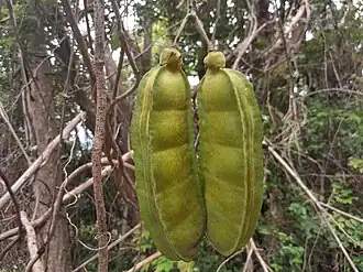 Mucuna gigantea