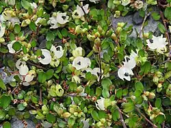 Muehlenbeckia axillaris fruiting. Multiple stages of ripeness can be seen.