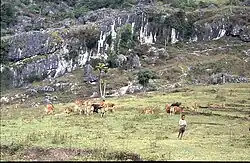 Cattle grazing near Mount Mundo Perdido