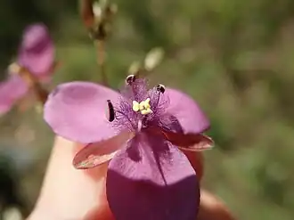 showing the feathery anther filaments and staminodes