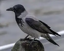 Hooded crow, Vaxholm, Stockholm